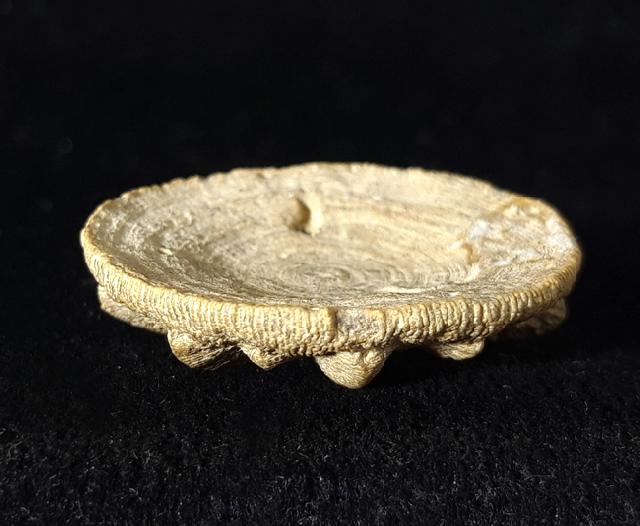 Aspidiscus cristatus (LAMARCK 1801) - Bild © FossNet FossilienStore